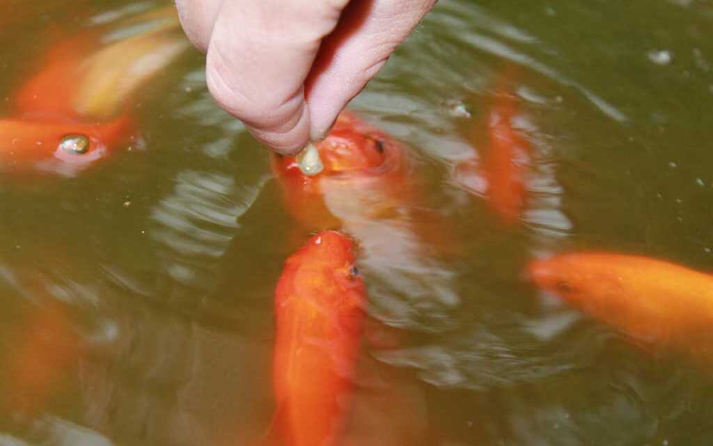 Comida para peces