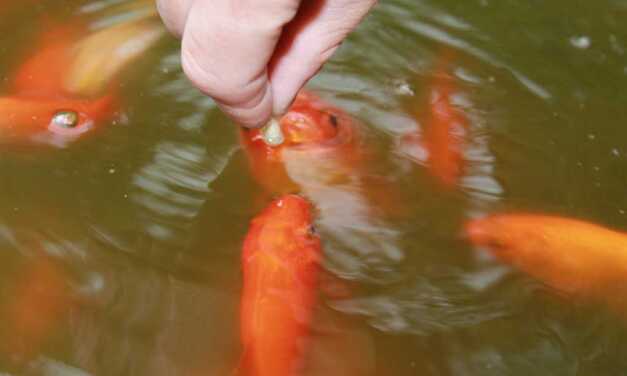 Nourriture du poisson
