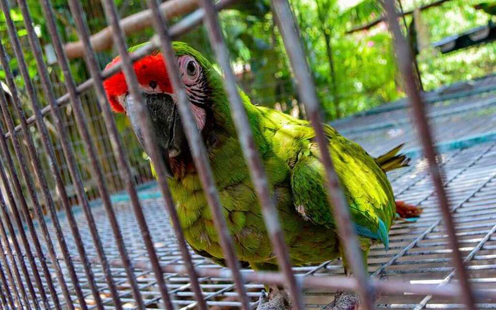 ¿Cómo vender su loro?