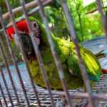 Comment vendre son perroquet ?
