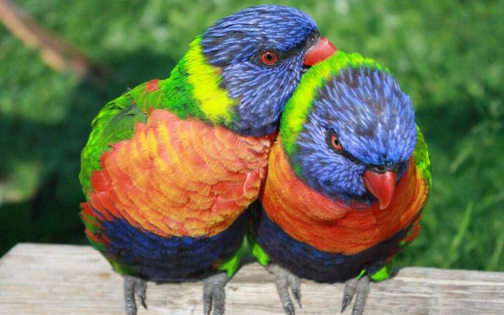 How to Name Your Parrot?