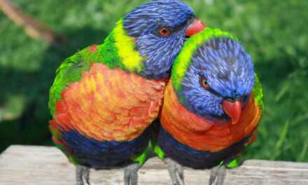 How to Name Your Parrot?