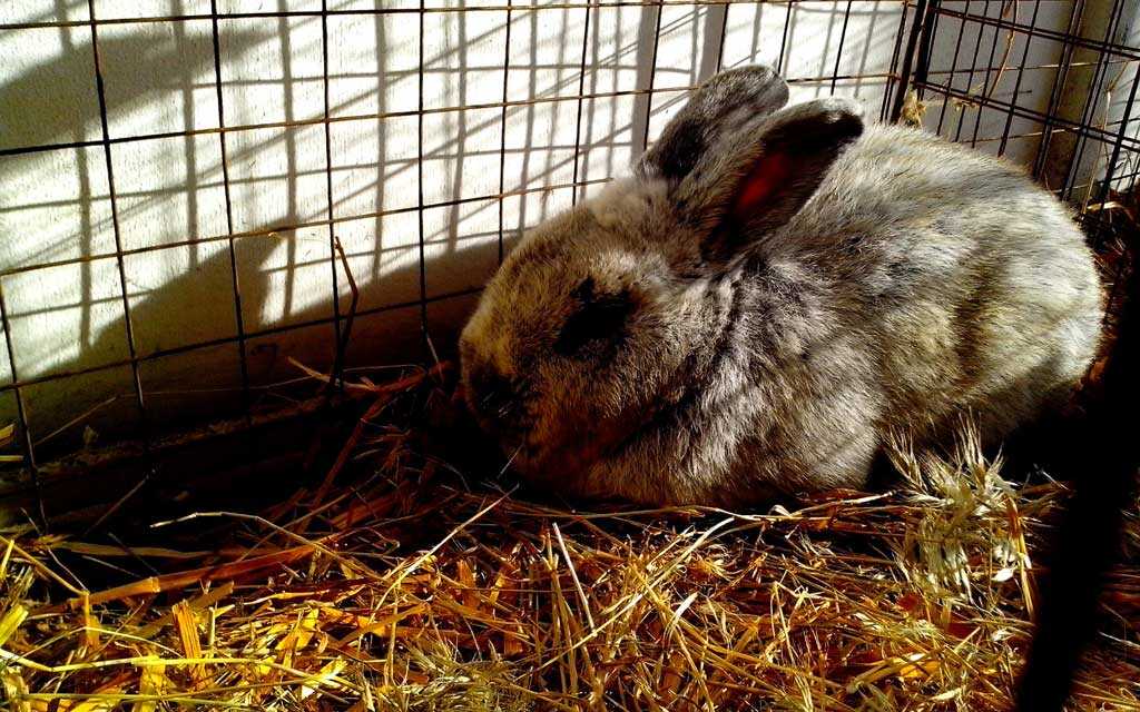 Rabbit cage