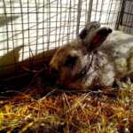 Cage à lapin