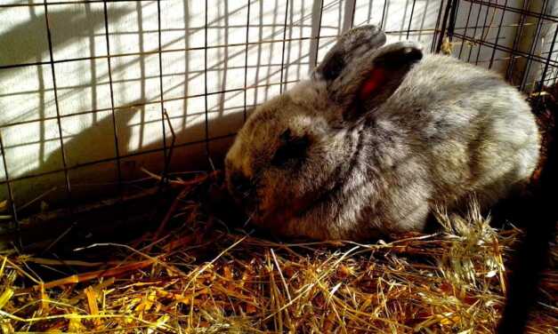 Cage à lapin