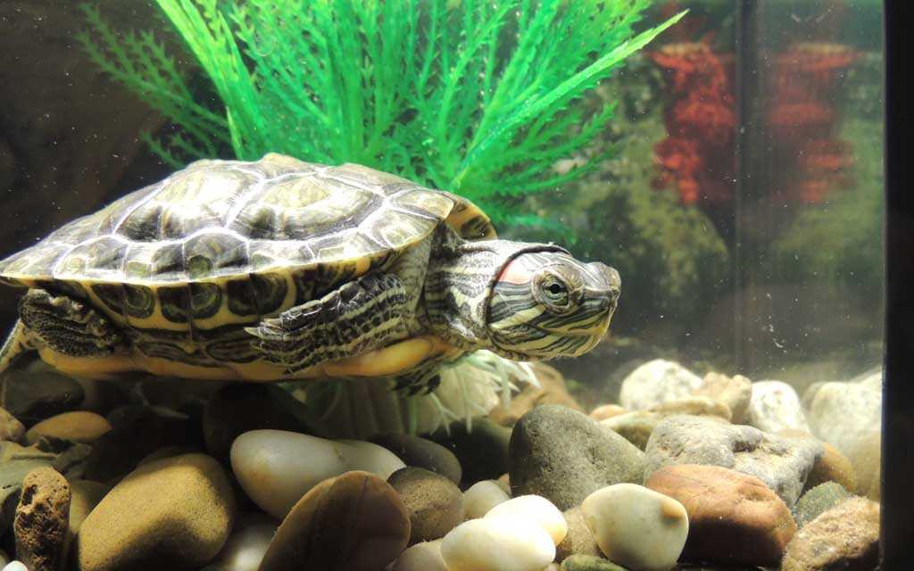 ¿Qué acuario para tortugas elegir?