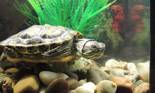 Quel aquarium à tortue choisir ?