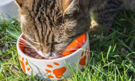 ¿Cómo alimentar a tu gato?