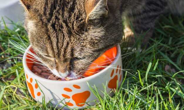 ¿Cómo alimentar a tu gato?