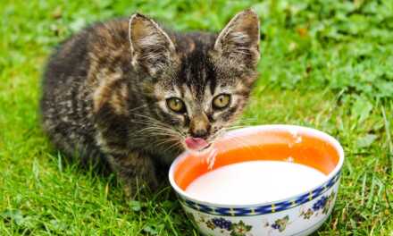 ¿Cómo alimentar a tu gatito?