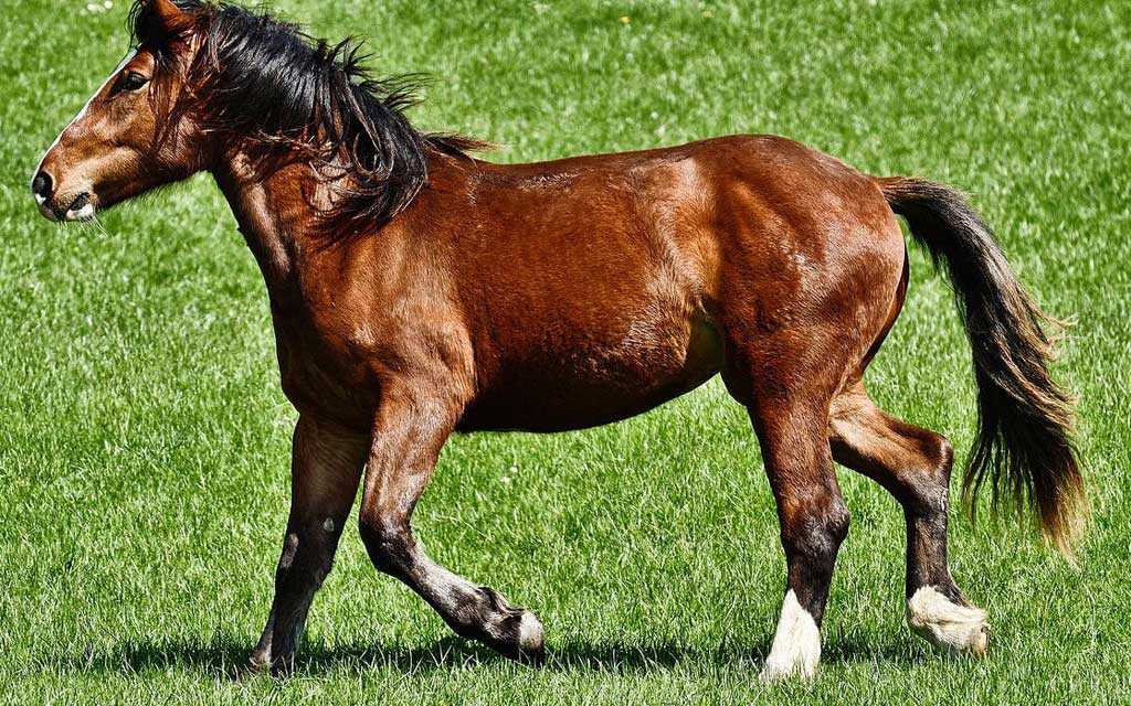 ¿Cómo muscular a su caballo?