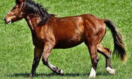 How to build muscle in your horse?