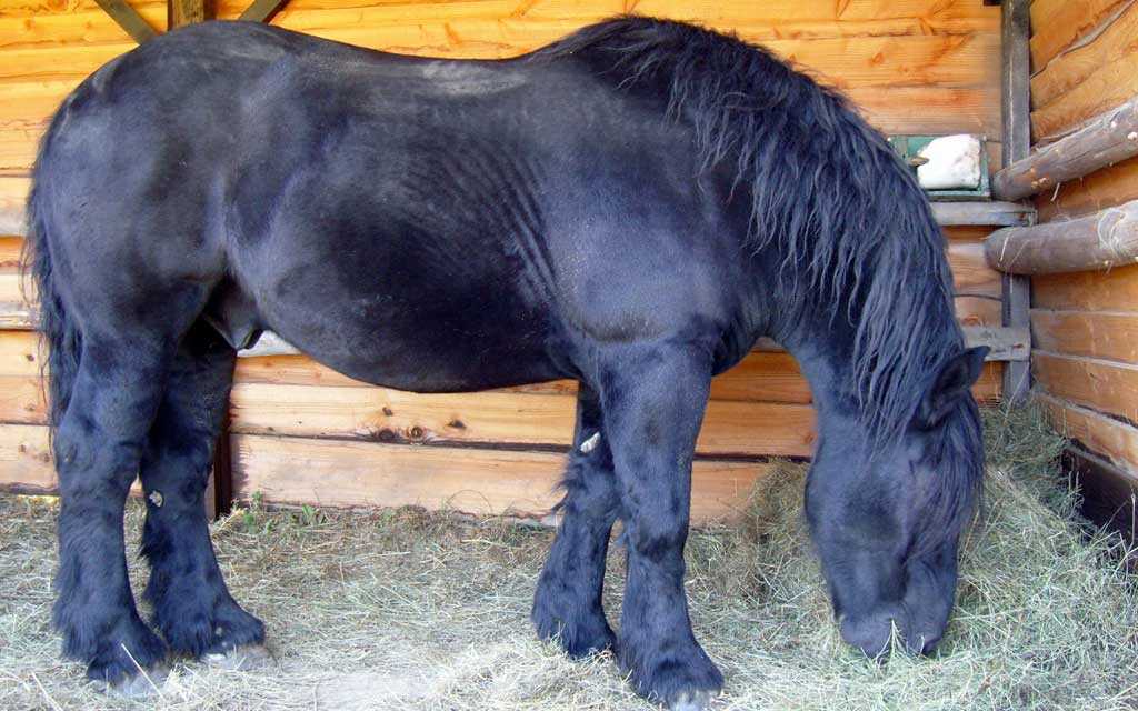 ¿Cómo alimentar a tu caballo?