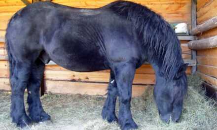 ¿Cómo alimentar a tu caballo?
