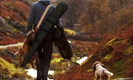 7 activités extérieures amusantes pour votre animal