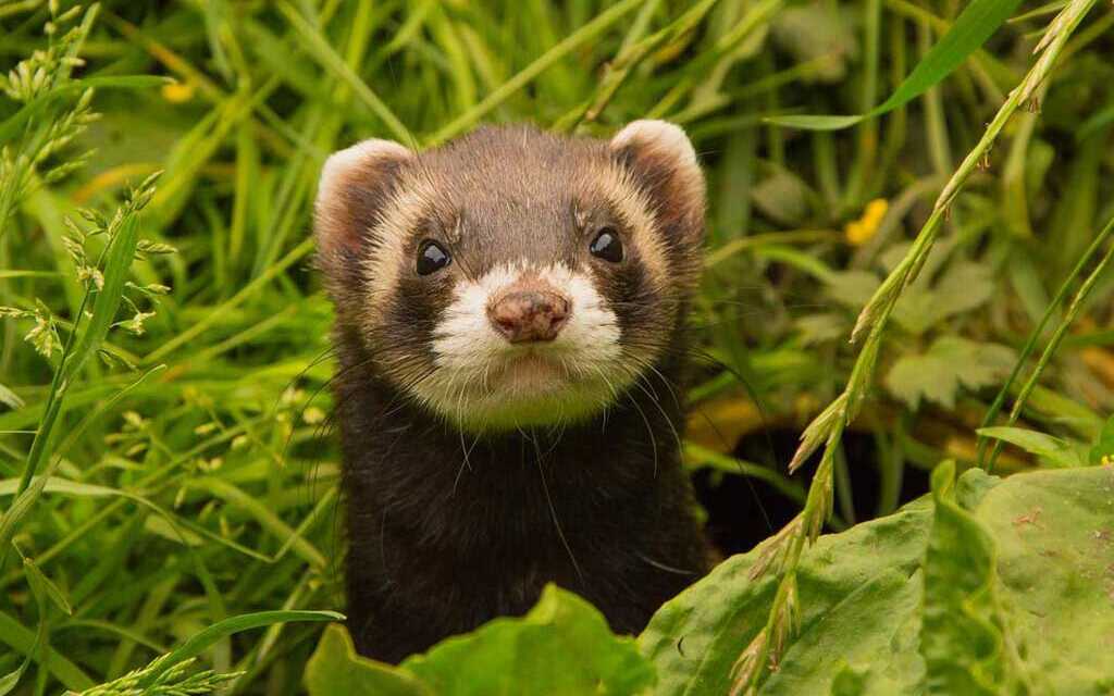 How To Wash Your Ferret? ZooFania