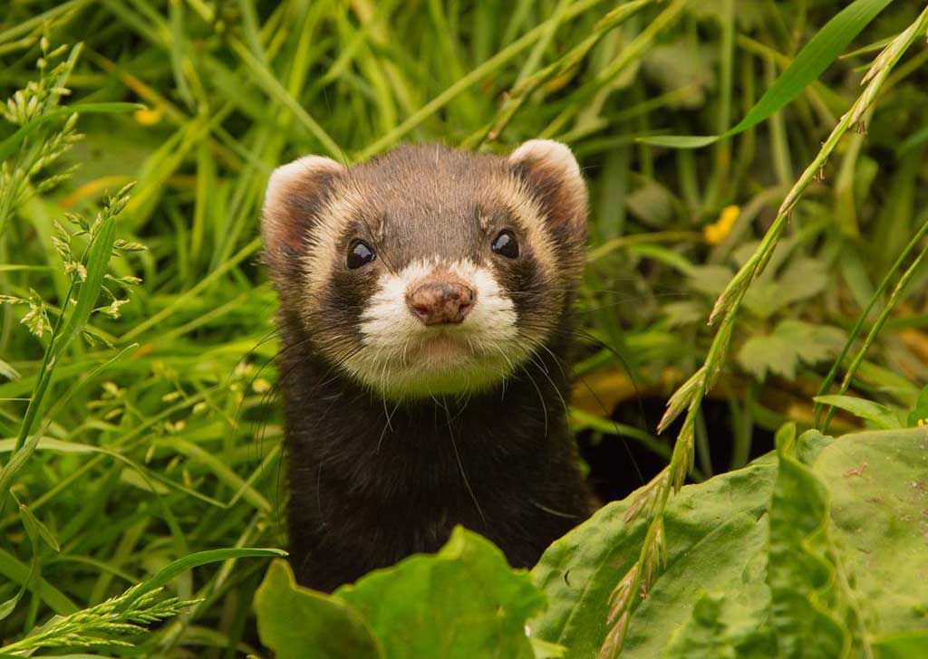 Ferret in nature