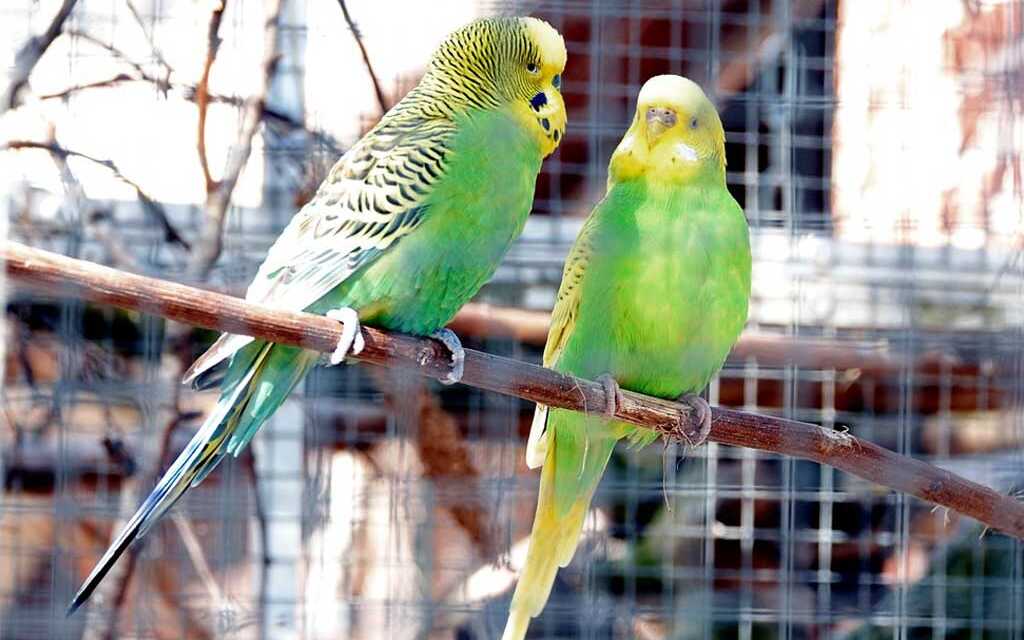 ¿Qué jaula o aviario para tu periquito?