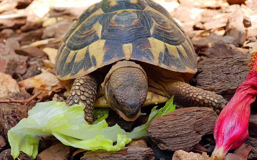 ¿Cómo alimentar a tu tortuga?