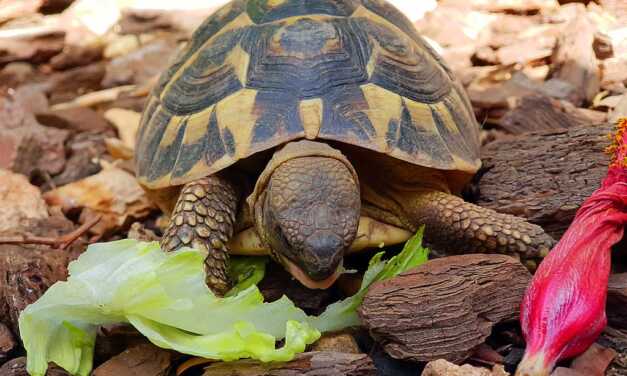 Comment nourrir votre tortue ?