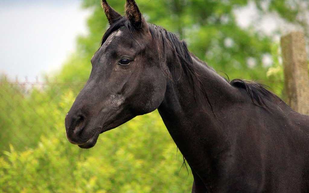 ¿Por qué mi caballo pierde peso y qué hacer al respecto?