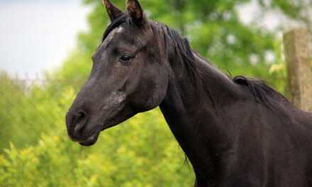 Why My Horse Is Losing Weight And What To Do?