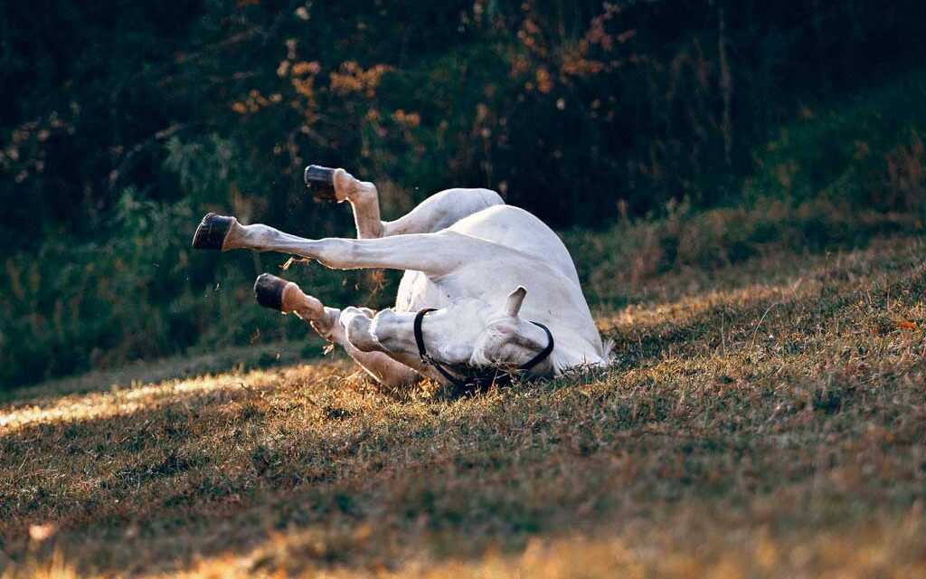 Pourquoi mon cheval se gratte ? ZooFania