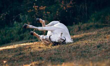 ¿Por qué mi caballo se rasca?