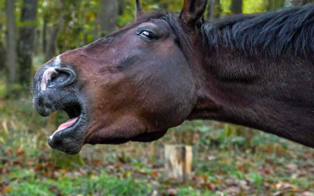Pourquoi mon cheval tousse ? ZooFania