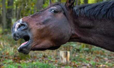 ¿Por qué mi caballo tose?