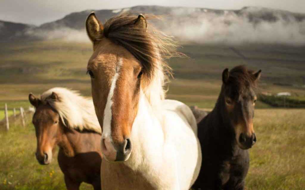 Choosing the Right Horse: A Guide to Types and Breeds