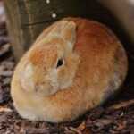 Pourquoi mon lapin grogne ?