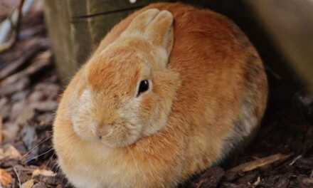 Why is my rabbit growling?