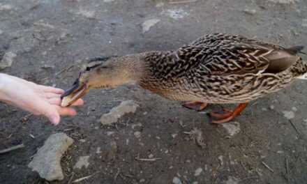 ¿Cómo alimentar a tu pato?