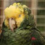Pourquoi mon perroquet tremble ?
