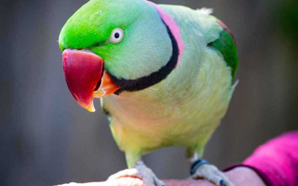 Pourquoi mon perroquet crie tout le temps ? ZooFania