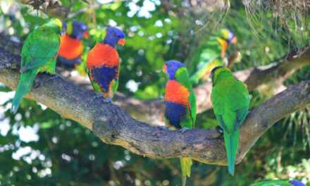 How To Choose Your Parrot?