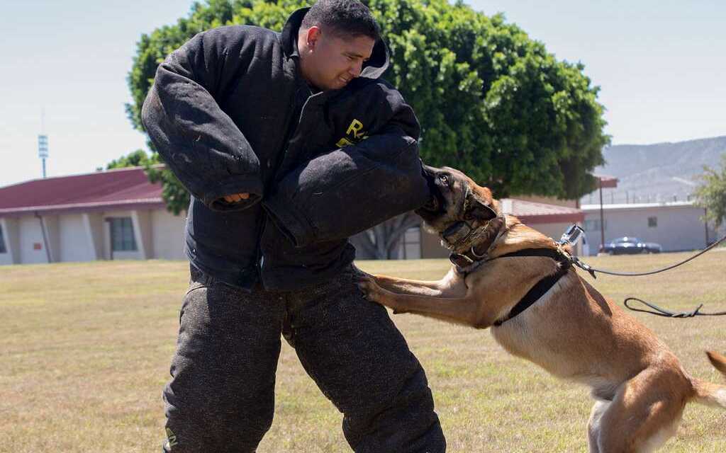 ¿Cómo adiestrar a un perro de caza o de guardia?