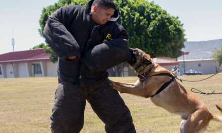 Comment dresser un chien de chasse ou de garde ?