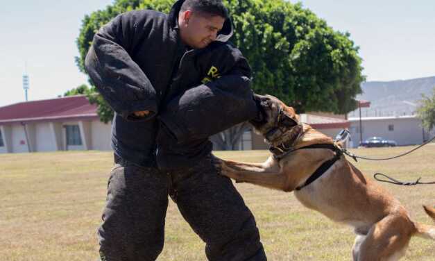 ¿Cómo adiestrar a un perro de caza o de guardia?