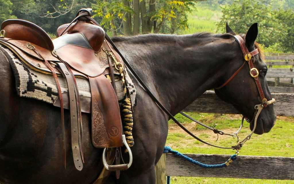 ¿Cómo vender su caballo?
