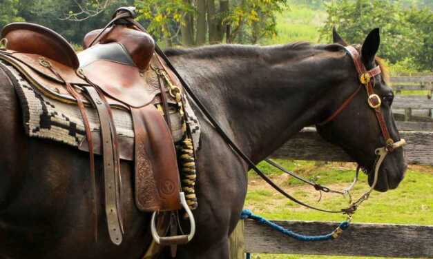 ¿Cómo vender su caballo?