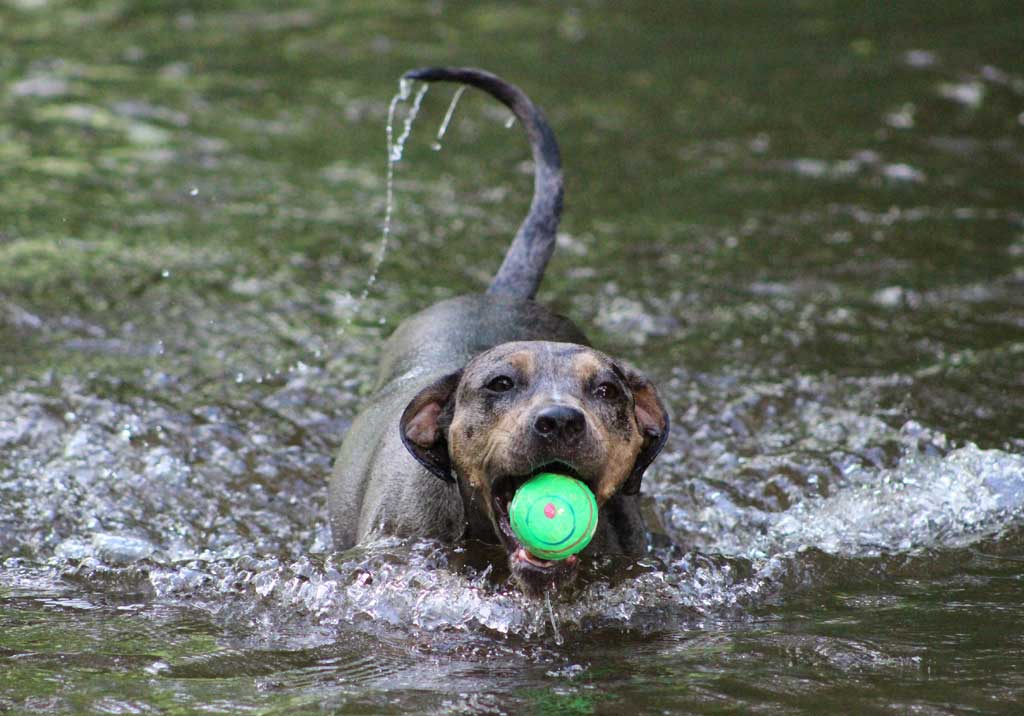 Perro jugando con una pelota