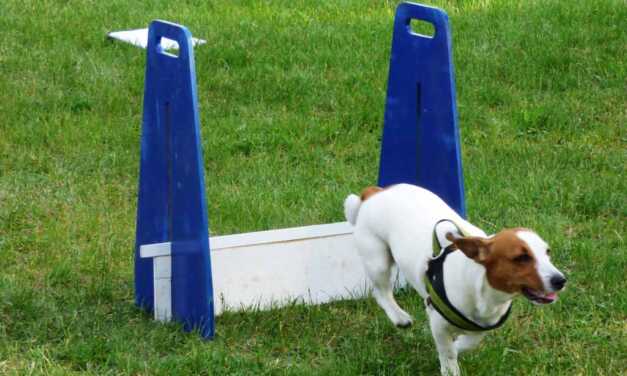 ¿Cómo entrenar a tu mascota para que haga trucos geniales?