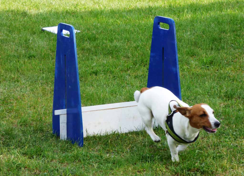 Entrenamiento de agilidad para perro