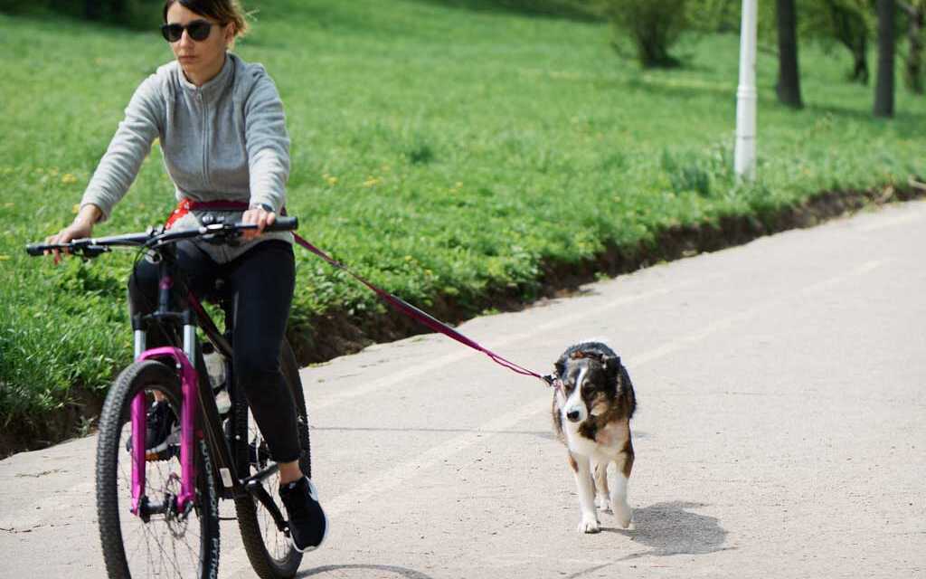 ¿Cómo mantener a tu perro entretenido dentro y fuera de casa?