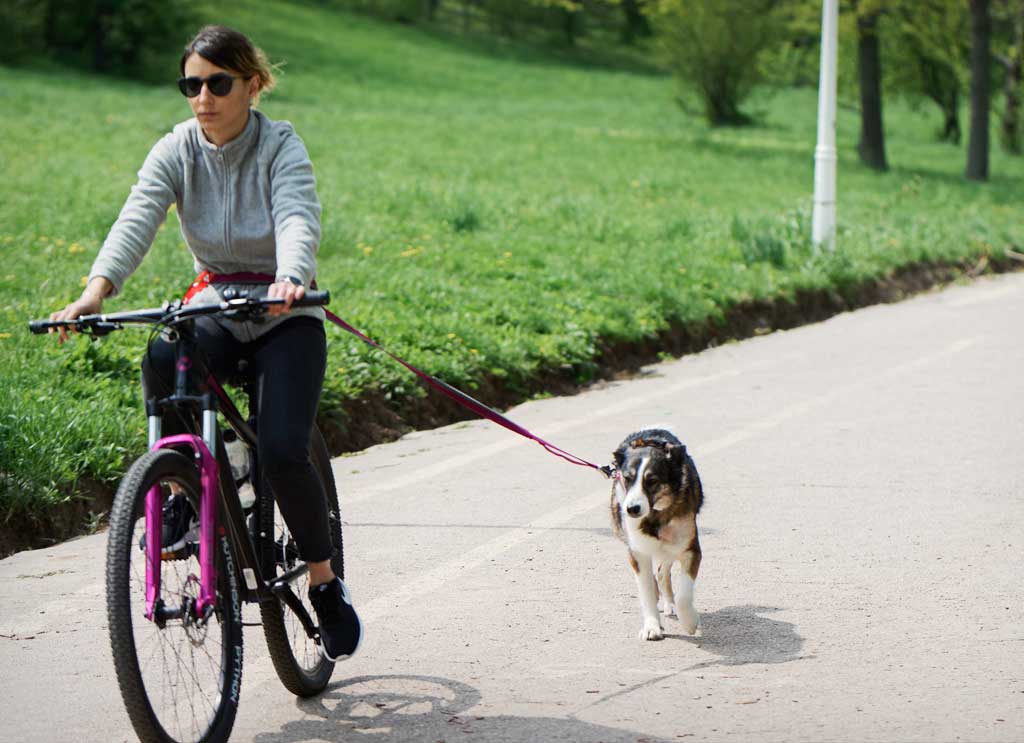 7 Fun & Safe Outdoor Activities To Do With Your Pet | ZooFania