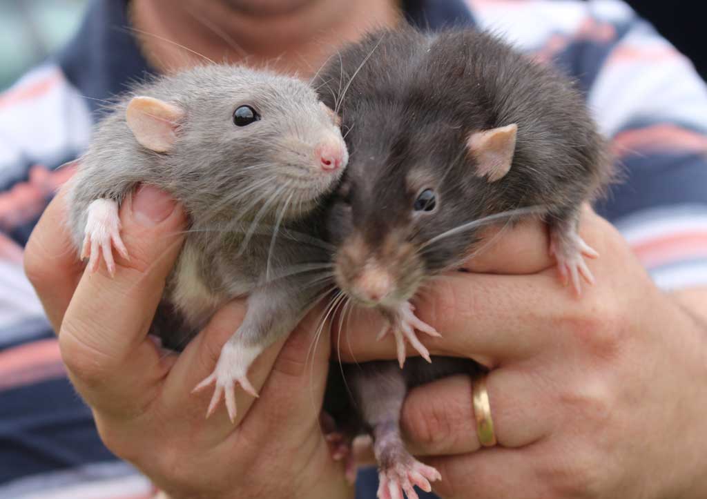 Rats
