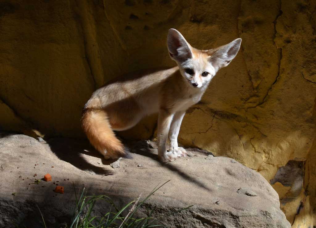 Zorros Fennec