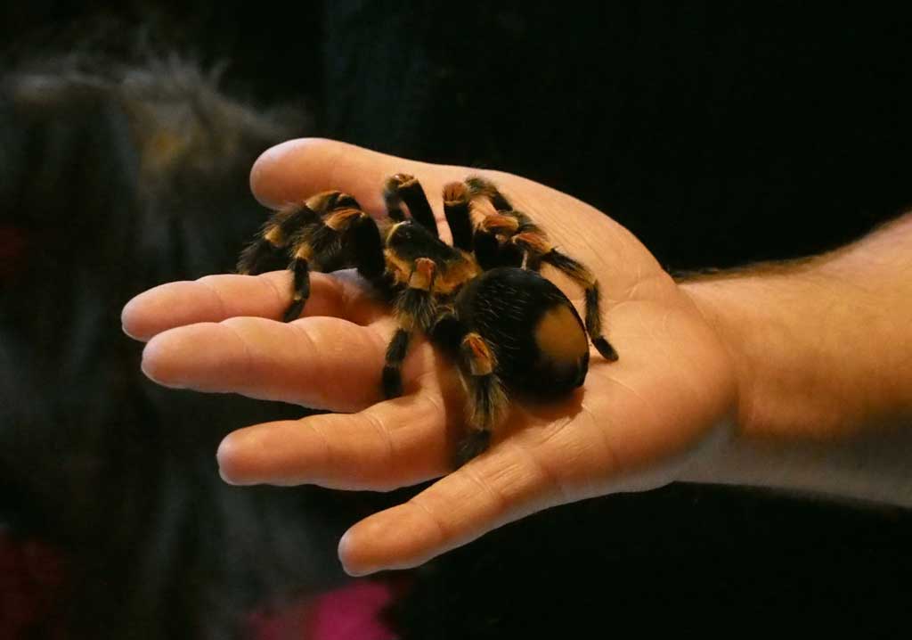 Tarantula, spider